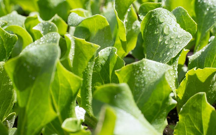 Frische und Qualität Steenken Nethen