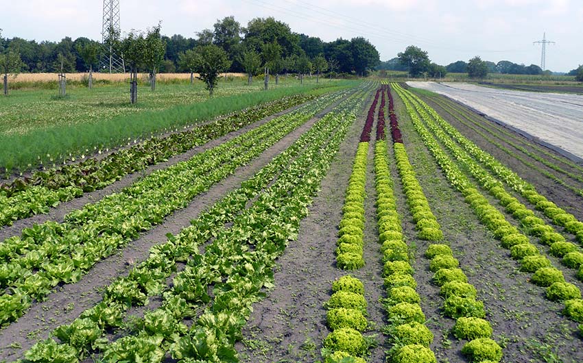 Gemüsefeld Steenken Rastede